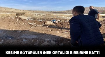 Organize sanayide inek kaçtı ekipler kovaladı