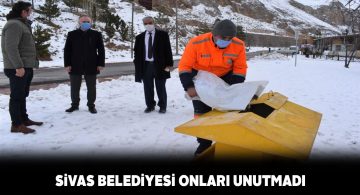 Sivas Belediyesi ekipleri yaban hayvanlarını unutmadı