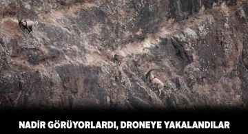 Sivas Doğa Koruma ekipleri drone ile yaban keçilerini görüntüledi