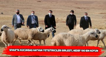 Yeni kurulan bu dernek ile 100 bin koyun yetiştirilecek