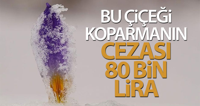 Bu çiçeği koparmanın cezası 80 bin lira oldu