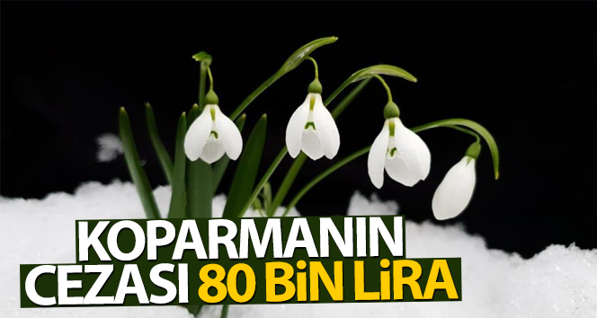Bu çiçeği koparmanın cezası 80 bin lira