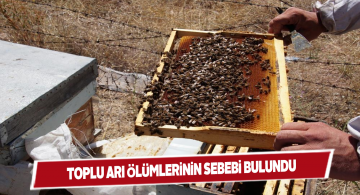 Elektromanyetik alanların değişmesi arıların kimyasını bozdu