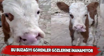 Garip görünümlü doğan buzağı görenleri şaşırtıyor