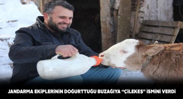 Jandarma personelinin yardımıyla doğan buzağının adı ‘Çilekeş’ oldu