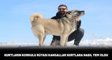 Kangal yetiştiricisinden kurt ve kangallar ile ilgili genel bilgiler