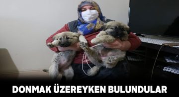 Kartopu ile Kömür ailenin ferdi gibi oldu