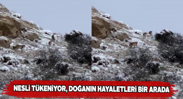 Nesli tükenmek üzere olan vaşaklar bir arada görüldü