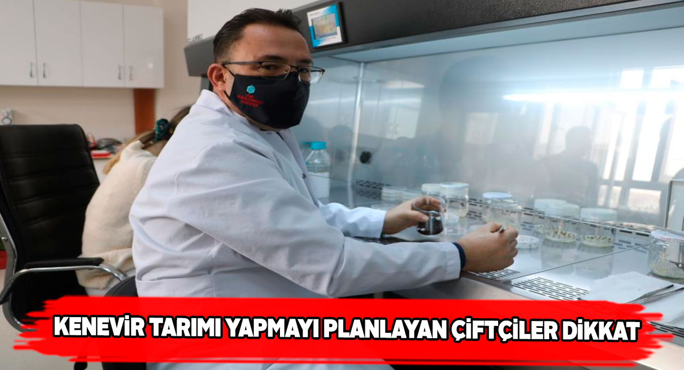 Prof. Karaköy kenevir yetiştiriciliği konusunda çiftçileri uyardı