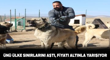 Sivas Kangalı fiyatları altınla yarışıyor
