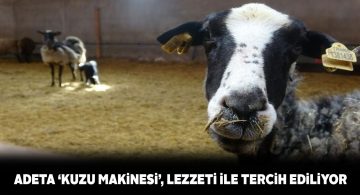 Sivaslı besiciler de Romanov koyununu tercih etmeye başladı