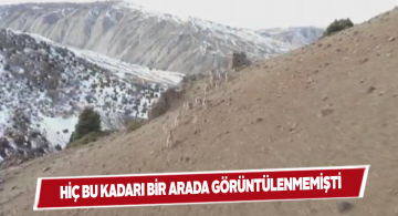 Jandarma ekipleri drone ile yaban keçilerini görüntüledi
