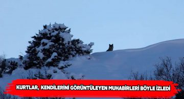 Yiyecek arayan kurtlar muhabirlerin kameralarına takıldı