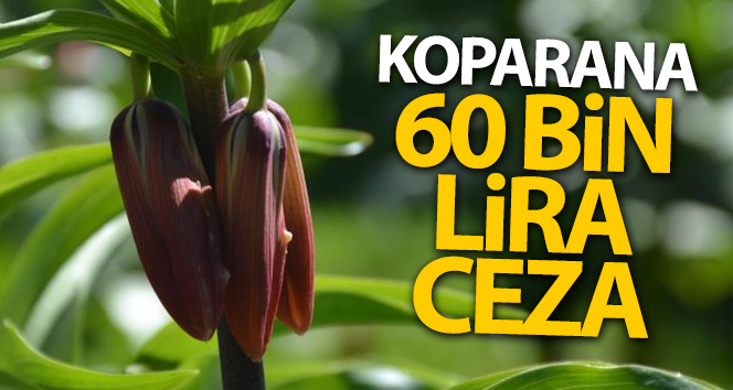 Bu çiçeği koparan bir araç fiyatı kadar ceza ödüyor