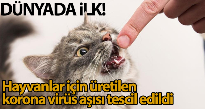 Dünyada ilk: Rusya’da hayvanlar için üretilen korona virüs aşısı tescil edildi