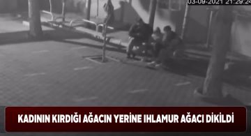 Belediye ekipleri kırılan ağacın yerine yenisini dikti