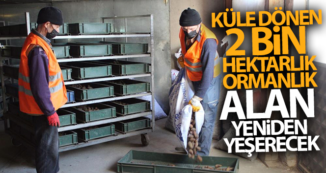 Küle dönen 2 bin hektarlık ormanlık alan yeniden yeşerecek