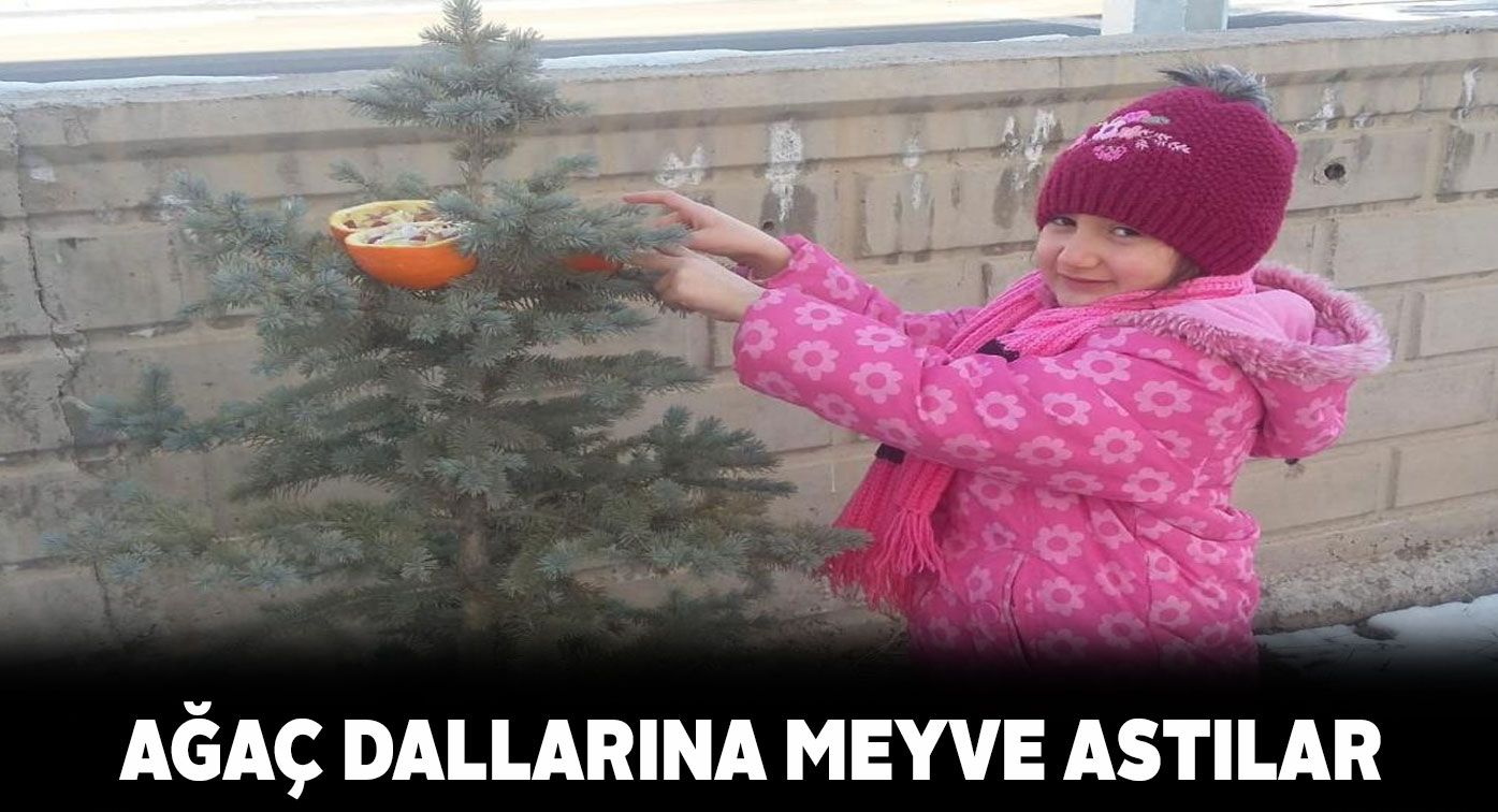 Öğrenciler, kuşlar aç kalmasın diye ağaçları meyve ile donattılar