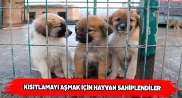 Pandemi döneminde hayvan sahiplenenlerin sayısı arttı