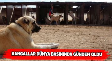 Sivas Kangal köpekleri dünya gündeminde