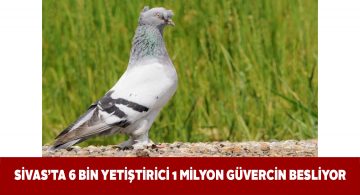 Üniversiteden Sivas güvercinleri üzerine bilimsel çalışma