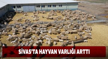 Valiliğin projesi Sivas’taki hayvan sayısını arttırdı