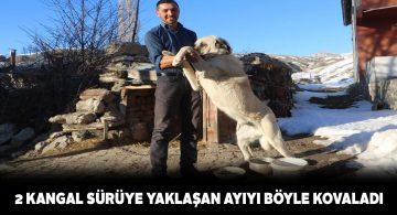 Zalo ve Yumak sürüyü ayıdan kurtardı