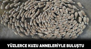 Anneleriyle buluşan kuzuların görüntüsü büyüledi
