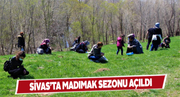 Baharın gelmesiyle birlikte madımak sezonu başladı