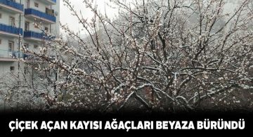 Çiçek açan meyve ağaçlarının üzerine kar yağdı