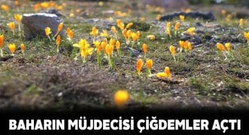 Çiğdemler baharı müjdeledi ve görenleri kendine hayran bıraktı