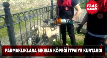Demir parmaklıklarda mahsur kalan köpeğin yardımına itfaiye koştu