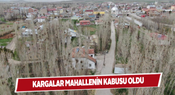 İstilacı kargalar mahalle sakinlerine zor günler yaşatıyor