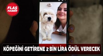 Kaybolan köpeğini bulana 2 bin TL ödül verecek