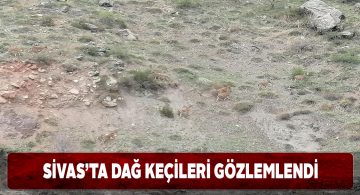Sivas Doğa Koruma ekipleri dağ keçilerini görüntüledi