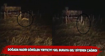 Köy muhtarından vaşağa ‘Buraya gel!’ çağrısı