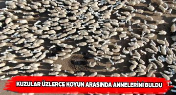 Anneleriyle buluşan kuzular drone ile görüntülendi