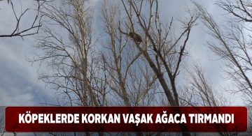 Vaşak köpeklerden korktu ağaca tırmandı