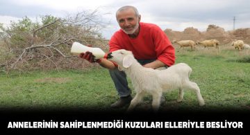 Anneleri tarafından sahiplenilmeyen kuzular elle besleniyor