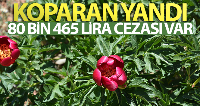‘Ayı Gülü’ çiçeğini koparana 80 bin 465 lira ceza var