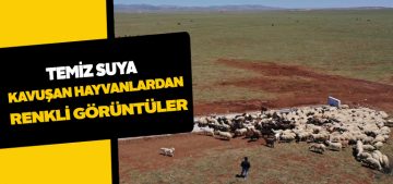 Çelebiler ve Yazıbaşı köylerinde hayvanlar için temiz su sevinci