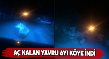 Dağda yiyecek bulamayan yavru ayı kırsala indi