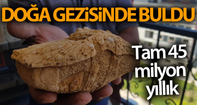 Doğa gezisinde bulduğu taş 45 milyon yıllık fosil çıktı