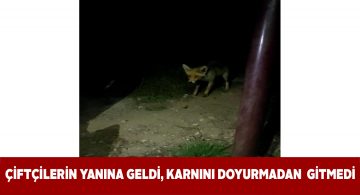 Aç kalan tilkiyi çiftçiler etle besledi