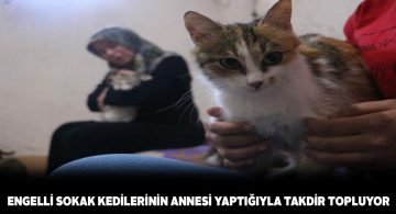 Evinin bodrumundaki 50 kediye çocuğu gibi bakıyor