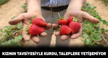 Gürünlü çilek üreticisi taleplere cevap veremiyor