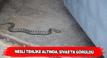 Hafik’te görülen ‘Kafkas Boynuzlu Engereği’ heyecan yarattı