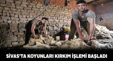 Hayvan üreticileri koyunlarını kırktırmaya başladı