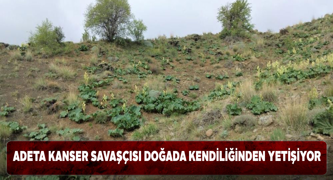 Işkın bitkisinin faydaları dillere destan