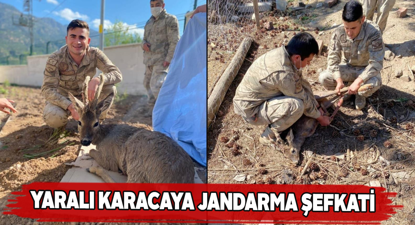 Karacanın yardımına jandarma ekipleri koştu